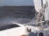 Tremolino T-Gull Click to launch Larger Image