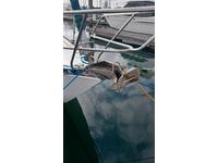 C&C C&C 34 Click to launch Larger Image