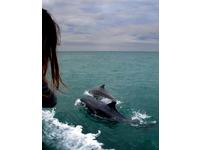 Pacific Dolphin aka Yankee Masthead sloop Click to launch Larger Image