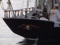 Newporter Classic Raised Pilothouse Cruising Ketch Click to launch Larger Image