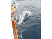 PEARSON Cutter Click to launch Larger Image