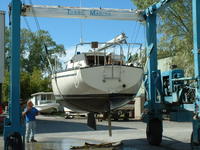 Hunter  Click to launch Larger Image