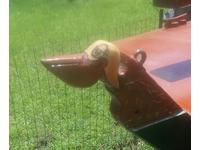 Handcrafted San Francisco Pelican Click to launch Larger Image